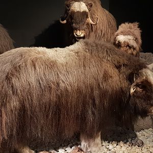 Musk-oxes