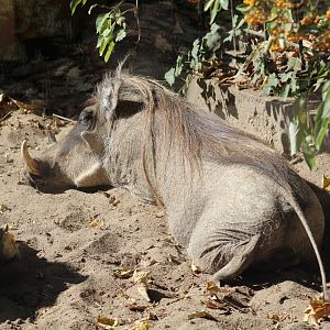 Northern Warthog