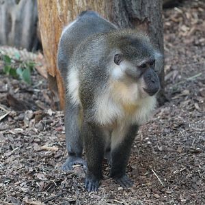 Golden-Bellied Mangabey