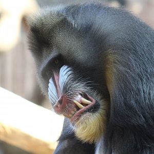 Mandrill Smile