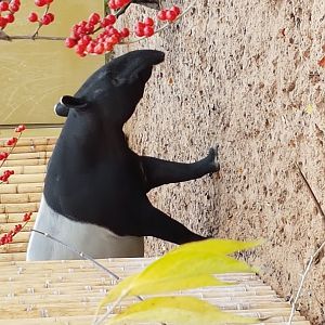 Malayan Tapir