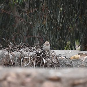 Little owl - (Souss-Massa National Park, Morocco)