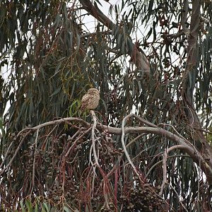Little owl - (Souss-Massa National Park, Morocco)