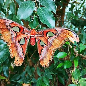 Atlas Moth