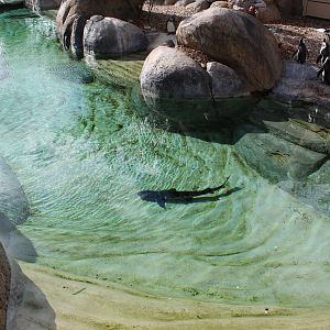 African Penguin & Leopard Shark Enclosure, Africa Rocks!