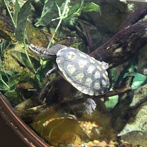 Parkers Snake-necked Turtle