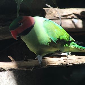 Malayan Long-tailed Parakeet