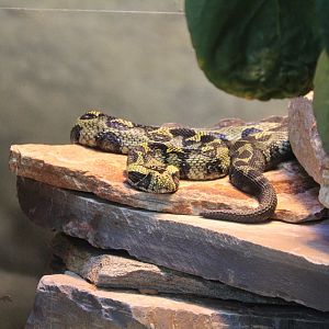 Ethiopian Mountain Adder
