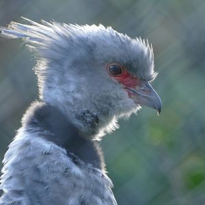 Southern screamer, December 2018