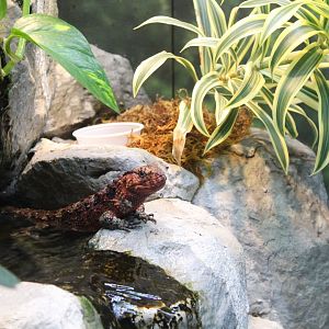 Chinese Crocodile Lizard