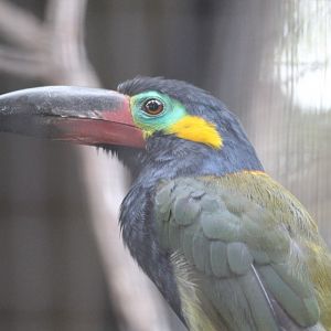 Guianan Toucanet