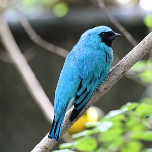 Swallow Tanager