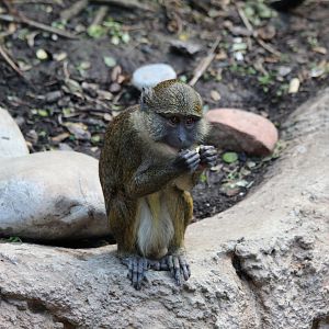 Allens Swamp Monkey
