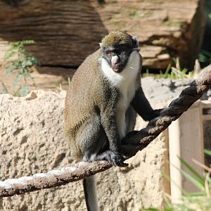 Lesser Spot-nosed Monkey
