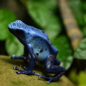 Blue Poison Dart Frog