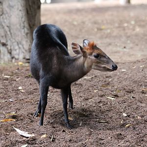 Black Duiker