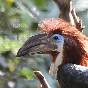 Black-casqued Hornbill