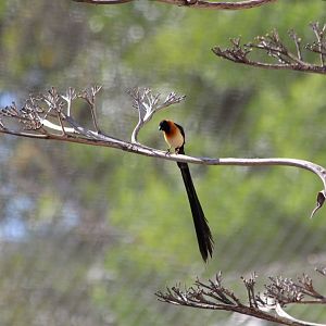 Long-tailed Paradise Whydah