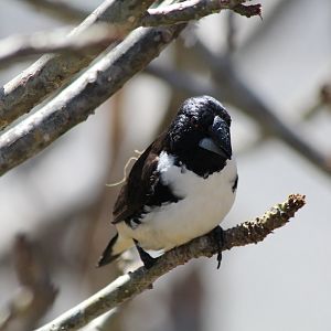 Magpie Mannikin