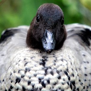 Australian Wood Duck