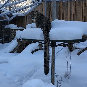 Snow Leopard