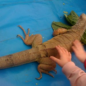 Lizard Tropical Zoo 2010