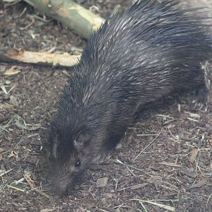 African Brush-Tailed Porcupine