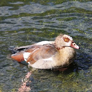 Egyptian Goose