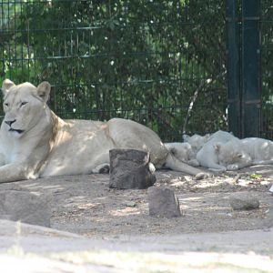 White Lion with Cubs