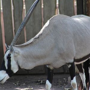Gemsbok
