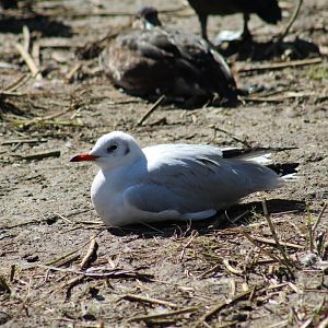 African Grey-Headed Gull
