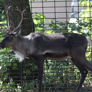 Finnish Forest Reinder