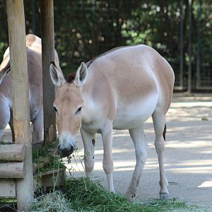 Persian Onager