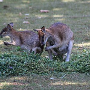 Papuan Agile Wallabies