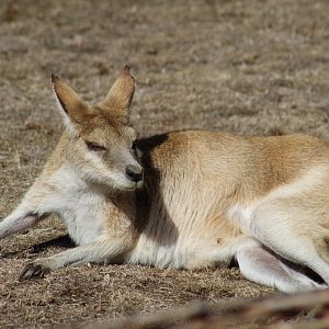 Non-Subspecific Agile Wallaby