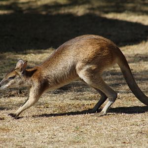 Papuan Agile Wallaby