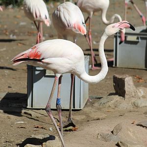 Greater Flamingo