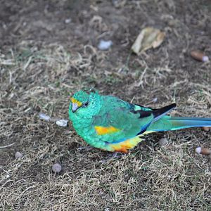 Mulga Parrot