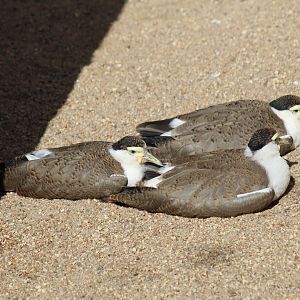 Northern Masked Lapwings