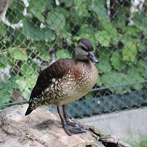 Spotted Whistling-Duck