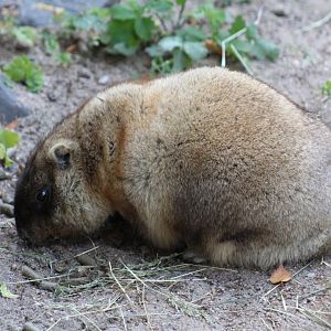 Bobak Marmot