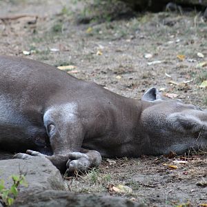 Brazilian Tapir