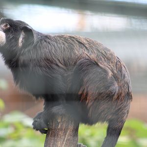 Spix's Moustached Tamarin