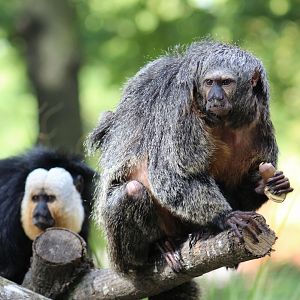 White-Faced Saki
