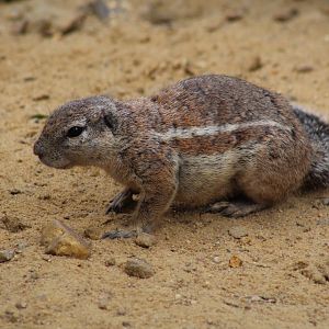 Cape Ground Squirrel