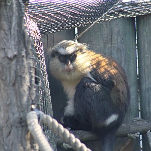 Common Mona Monkey