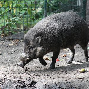 Negros Warty Pig