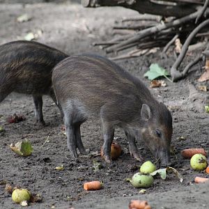 Negros Warty Piglet