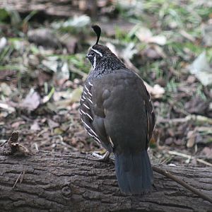 Californian Quail