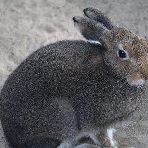 European Mountain Hare